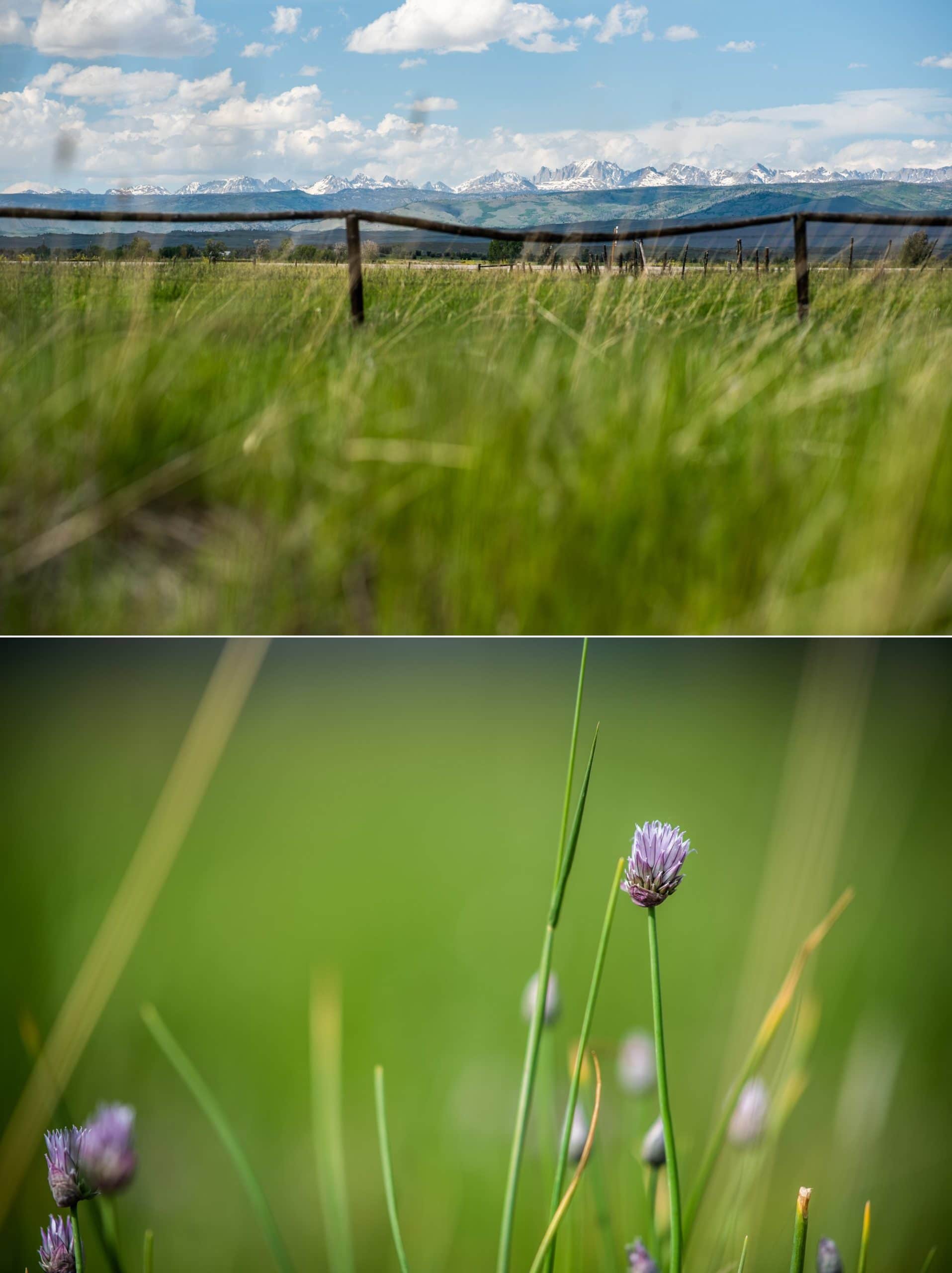 wyoming mountains and grass