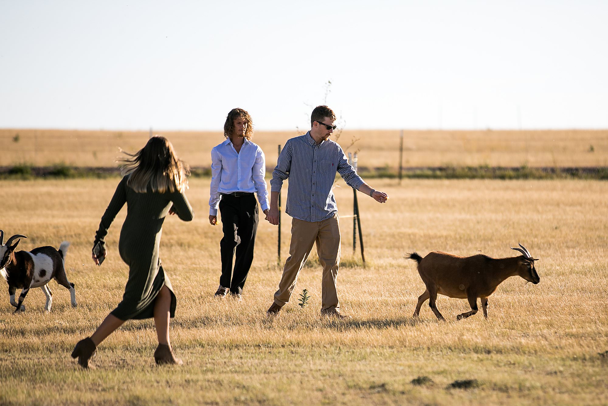 herding goats wyoming wedding