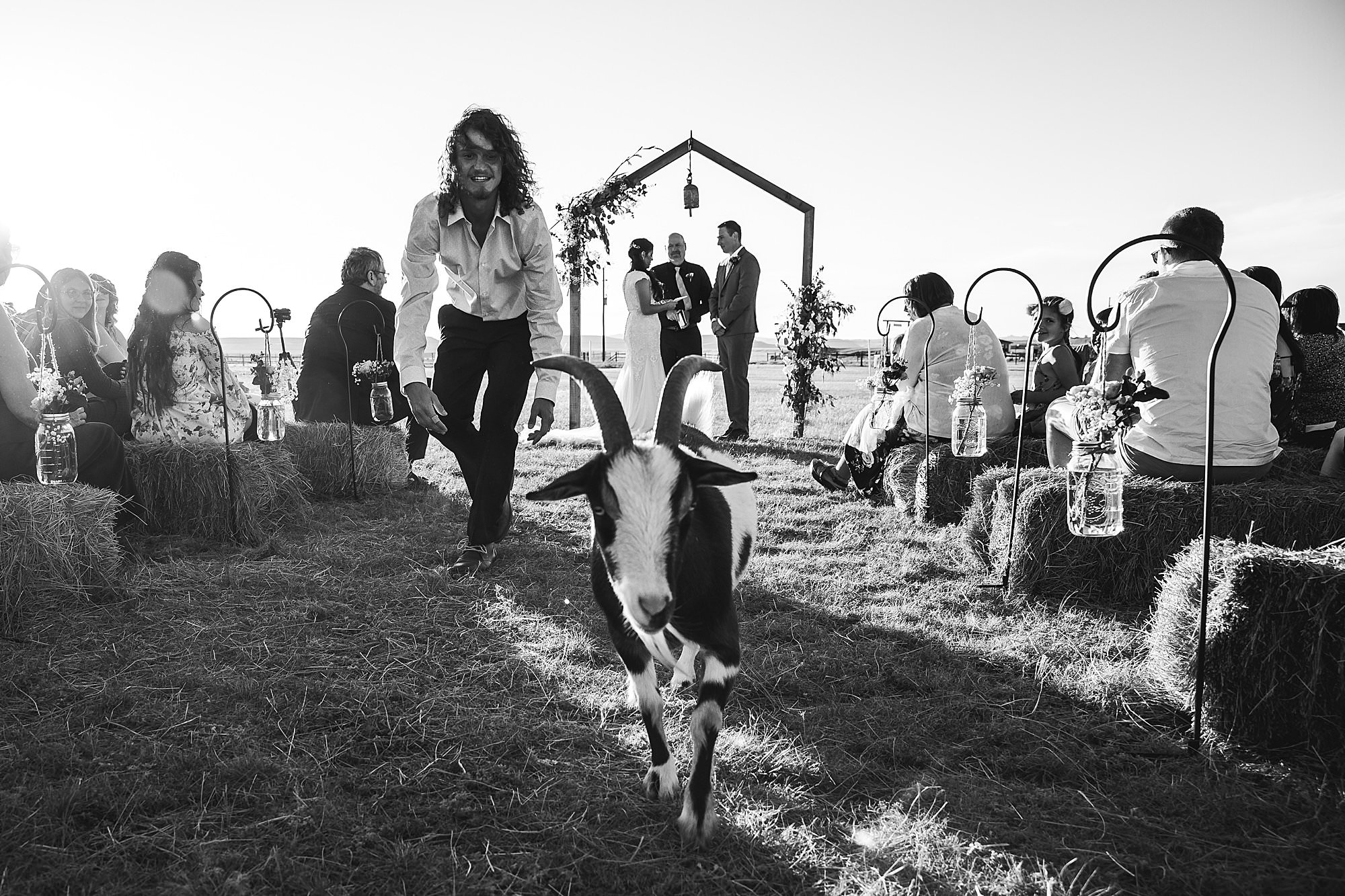 goat in wedding aisle