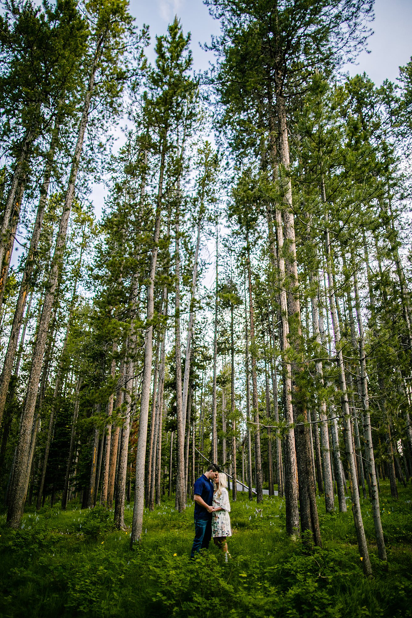 couple with lodgepole pines